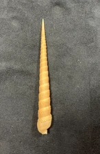 TEREBRIDAE Cinguloterebra anilis 100.7mm Bohol, Philippines 2014 - Rare Find!