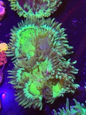 WYSIWYG Elegance Coral Colored Tips XXL