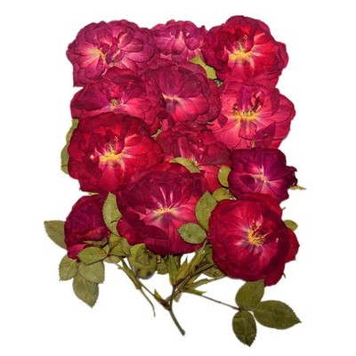12 PCS Nature Dried Pressed Rose Real Flowers Resin Scrapbook Candle DIY Red