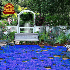 20000 Magic Blue Creeping Thyme Seeds for Planting Ground Cover Plants Heirloom