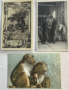 3 Gorilla Vintage Postcards includes Lincoln Park Zoo + J. Mintz + Javanese Mon