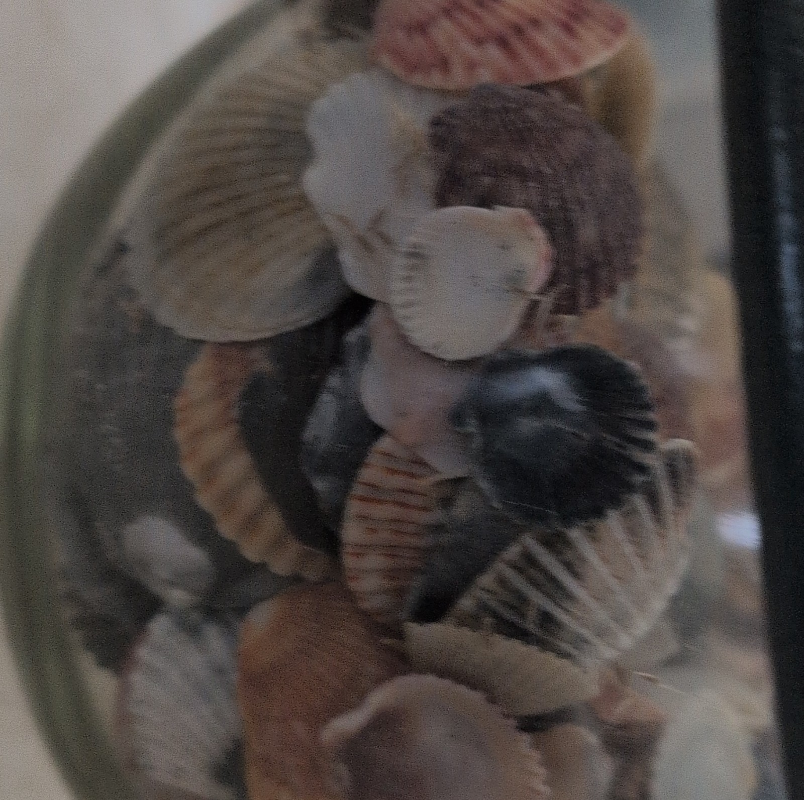 Scallop Shells Assorted Colors and Patterns Collection Mixed Natural Lot