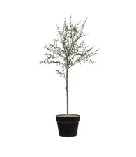DF2615 29" H Thyme Topiary in Pot Faux Botanicals, Green