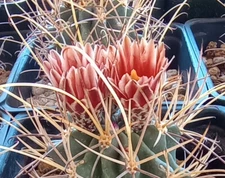 Sclerocactus wrightii Triple Heads Long Hook Spines Cold Hardy Cactus 123