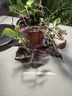 Tradescantia Zebrina, Wandering Jew