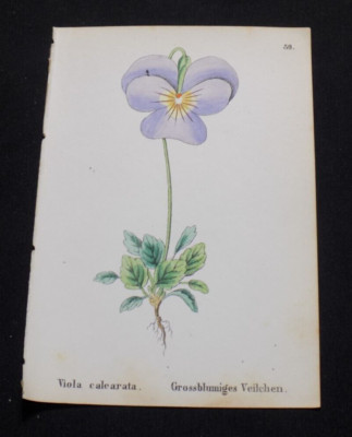 1867 Antique ALPINE FLOWER Print  / MOUNTAIN VIOLET, or, VIOLA CALCARATA