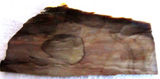Petrified Wood  Slab - 60 Grams - Michigan - Brown