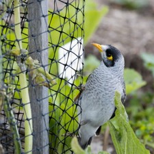 2.1m Wide Bird Netting Heavy Duty Garden Pond Fruits Veg Net Protect