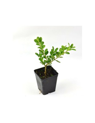 Pianta Bosso Vaso 7cm | eBay
