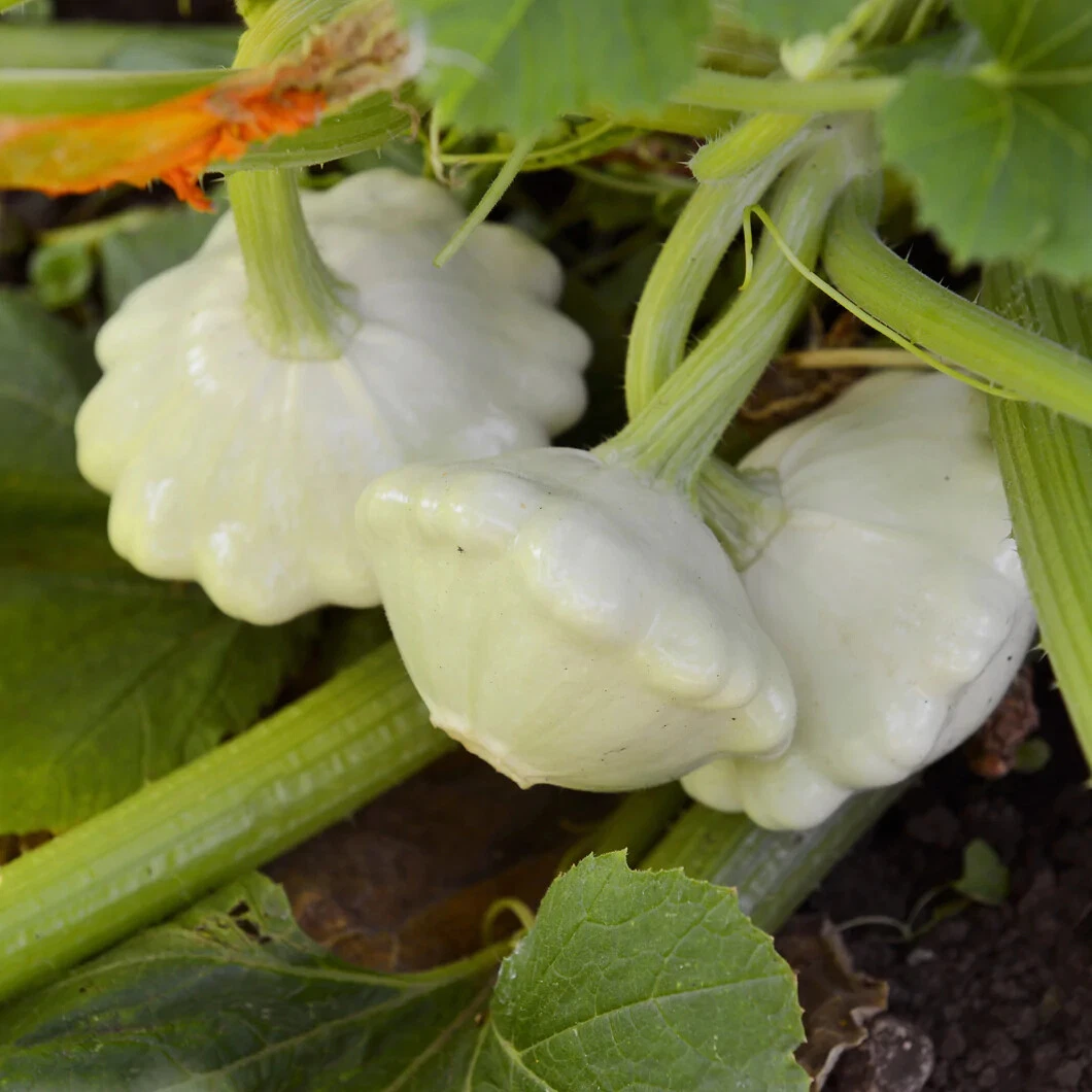 Southeast Seeds Bennings Green Tint Scallop Summer Squash Seeds - Thumbnail 2