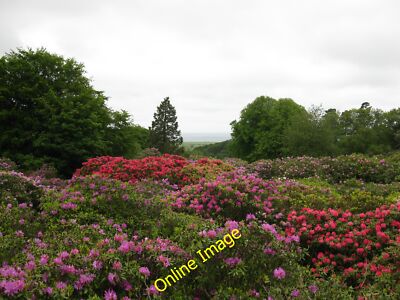 Photo 6x4 Rhododendron maze Sheringham It is difficult to locate exactly  c2012