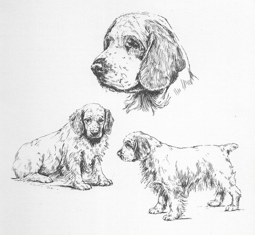 Clumber Spaniel - CUSTOM MATTED - 1963 Vintage Dog Art Print  *