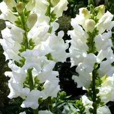 Snowflake Snapdragon Seeds | Heirloom | Free Shipping | Flower Seeds | 1200