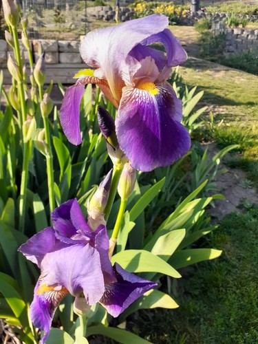Flower Dig Lot of 12 Two Toned Violet Bearded Iris Flower Rhizome Plant Flowers ...