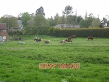 PHOTO  COWS IN A FIELD JUST NORTH OF LUDSHOTT MANOR. 2013