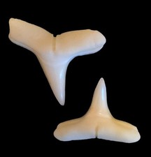Modern Spinner Shark (Carcharhinus brevipinna) Tooth (Hubbell Collection)