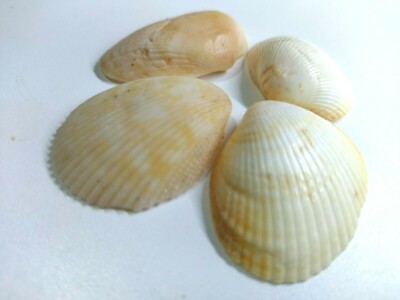 F.ROSE Seashells 4pcs Natural Beach Shells DIY Décor Craft Fish Tank Ornament