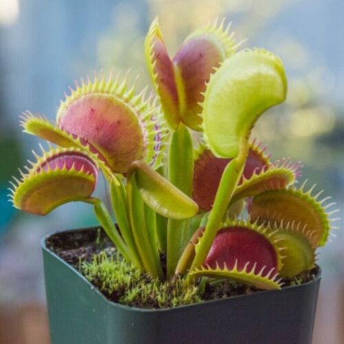 Riesige Venusfliegenfalle, DIONAEA MUSCIPULA, fleischfressende Pflanze - 10 Samen - Bild 1 von 5