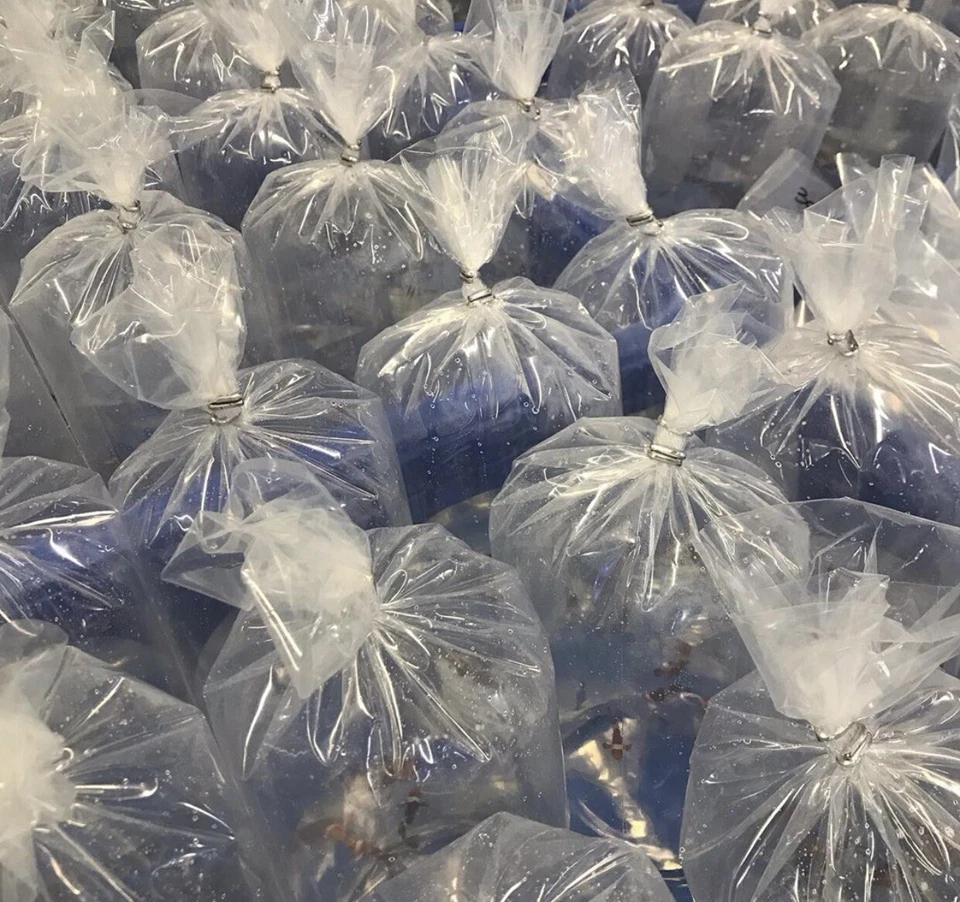 ✅SPECIALE Promo Box S Coralli Invertebrati Acquario Marino Box Sorpresa Rarità - Immagine 4 di 4