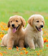 Golden Retriever Puppies Card Male Female Birthday Thank You Congratulations