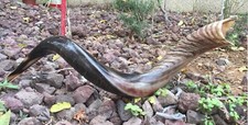 Yemenite Kudu Horn Shofar 28''-31 Kosher Made in Jerusalem  Free Shipping   Gift