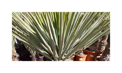 10x Yucca Rigida Samen - Blaue Yucca Winterhart Bis -18°C