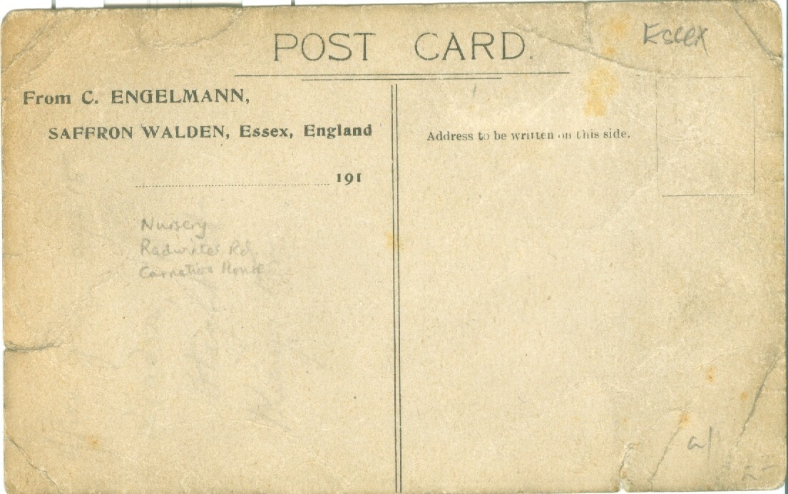 House of BR Triumph, C. Engelmann, Nursery, Carnation house, Saffron