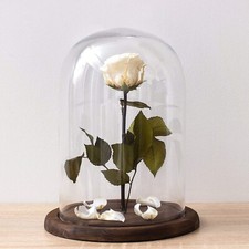 Klarglas Cloche Glocke Glas Vitrine mit rustikalem Holzsockel, 10 x 7 cm