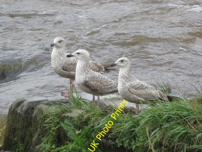 Photo 12x8 Three young seagulls by the salmon steps Chester These three yo c2016