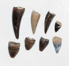 LOT Eight (8) Crocodile Teeth DINOSAUR AGE from Hell Creek Formation CRETACEOUS