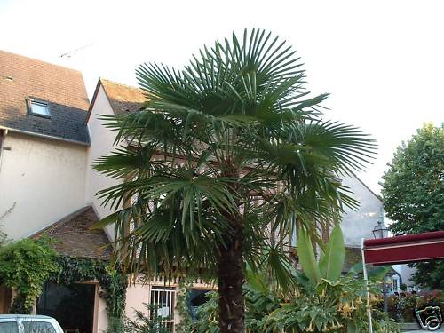 Palmier Trachycarpus Excelsa rustique de extérieur résistant au froid hivernal