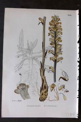 Sowerby 1869 Hand Col Botanical Print. Picris Broom Rape 1014