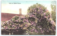 Postcard California Gold of Ophir Roses Hand Colored