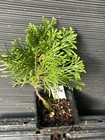 Globe Arborvitae — photo 2