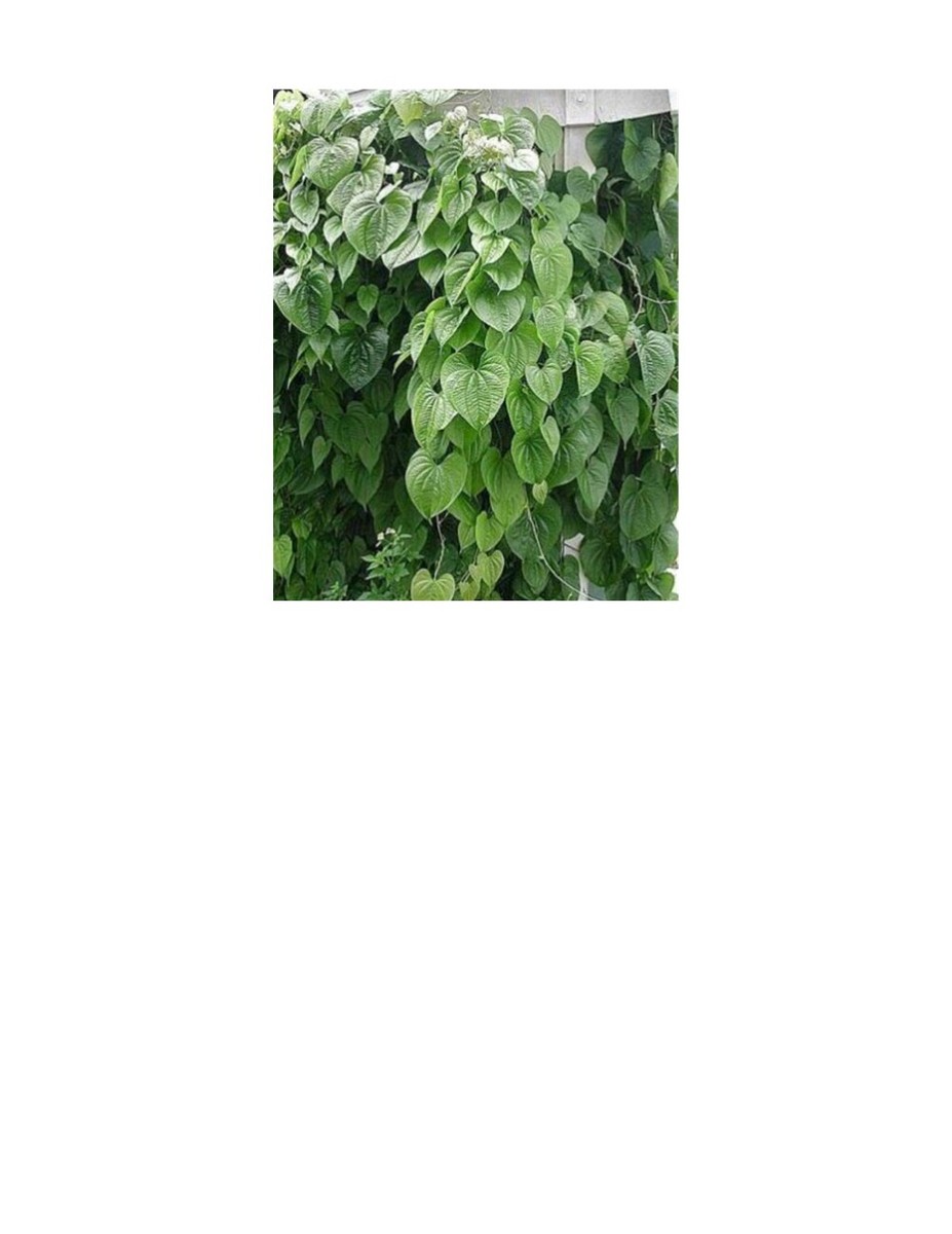 Dioscorea Japonica (Japanese Yam, Chinese Yam 山药) bean seeds