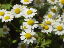 1,000 Tanacetum Parthenium Seeds - Feverfew Seeds - Medicinal Plant - Herb