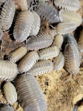 10 ct Armadillidium peraccae live isopods