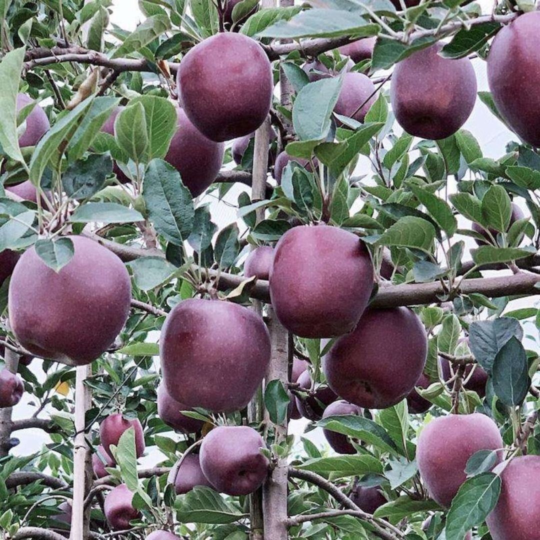 23 ft Arkansas BLACK apple tree Sweet custard Black apples Plant eBay