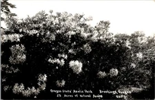 Vintage RPPC Postcard Oregon State Azalia Azalea Park Brookings  Oregon OR  X343