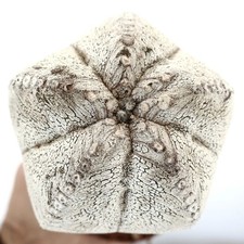 Astrophytum myriostigma cv ONZUKA WHITE 100 SEEDS -  - SEMI Cappello del vescovo