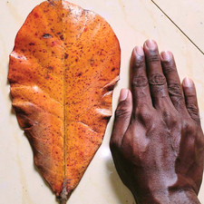 Dried Indian Almond Leaves Terminalia catappa Ketapang Kottamba For Aquarium Use