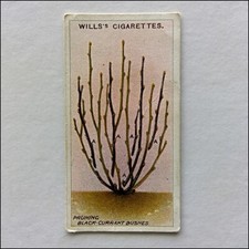 Wills Gardening Hints 43 Pruning Black Currant Bushes Cigarette Card (CC12)