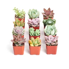 2 In. Premium Pastel Succulent (Collection of 12)