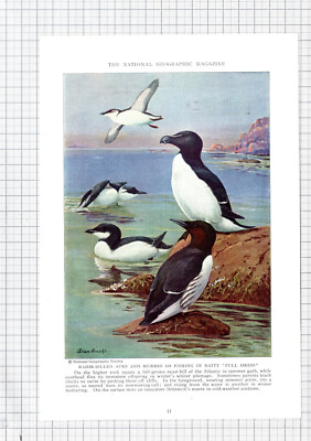 Razor-Billed Auk Murre Bird Allan Brooks - c.1936 Book Print / Cutting