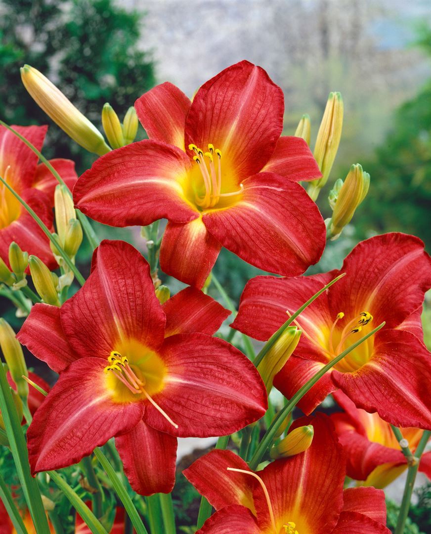 Hemerocallis x cult. 'King of Hearts', Taglilie, rot, ca. 11x11 cm Topf