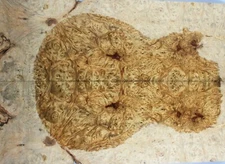 5A Figure Electric Bass Top Barky Golden Camphor Wood Burl Set Luthier Supply