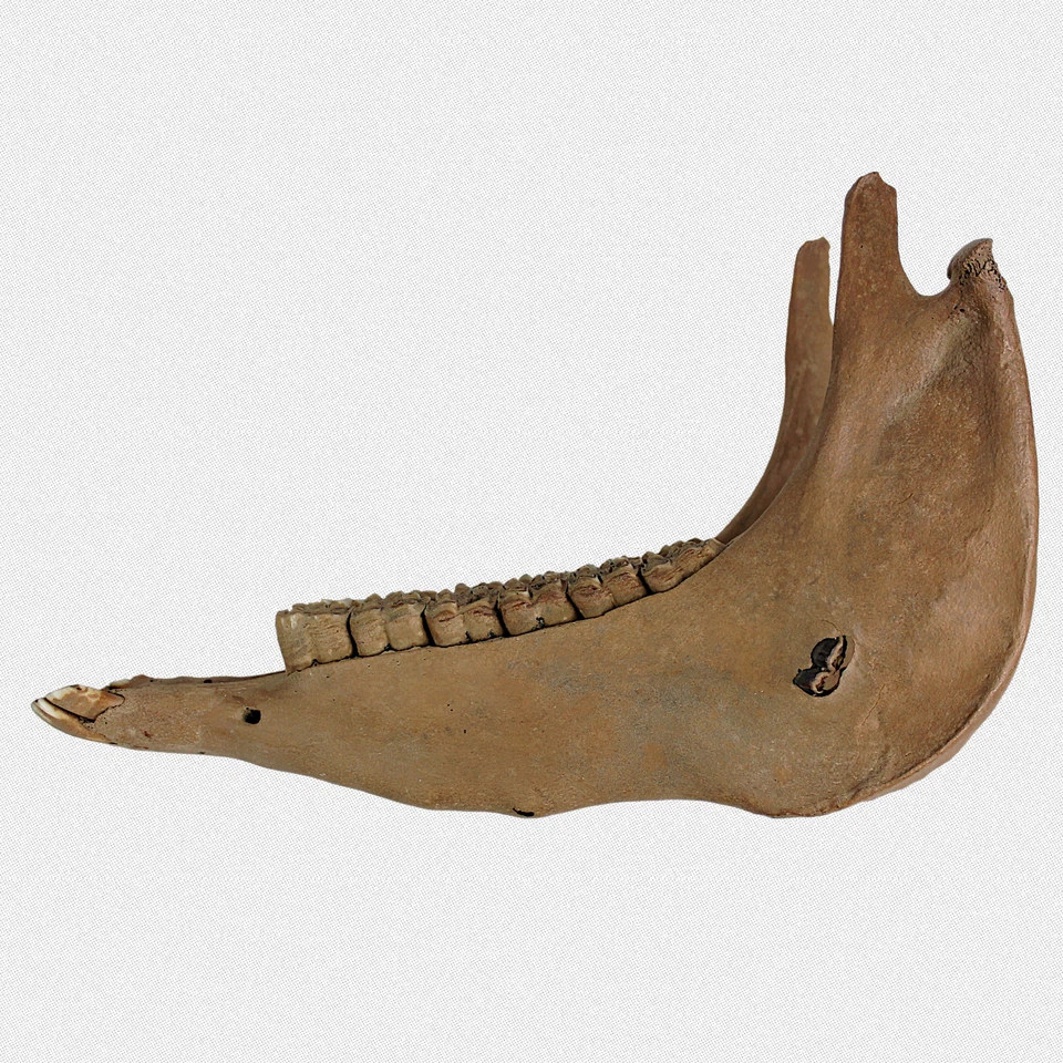 Wildpferd Unterkiefer STUTE vollständig - Kabinettstück - Eiszeit Fossil SELTEN - Bild 3 von 4