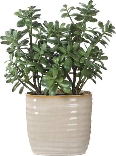 Crassula Jade Planter - 23.5" Tall, 18" Wide Decorative Accent - Picture 2 of 5