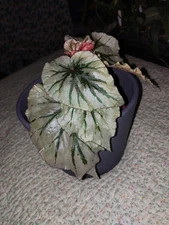 Begonia Looking Glass