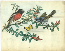 Oiseaux et papillon -  Ornithologie -Dessin original ancien 